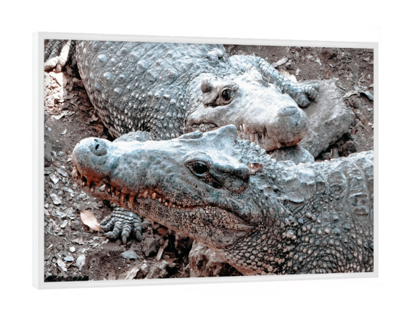 Poster mit weißem Rahmen "Kubanische Krokodile" artboxONE - Natur,Reise,Tiere,Reise / Länder