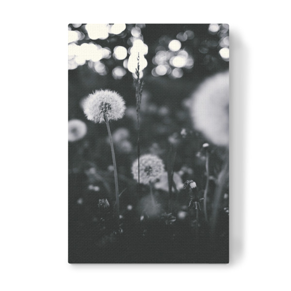 Leinwandbild "Pusteblume monochrom" artboxONE - Natur,Abstrakt,Schwarzweiß