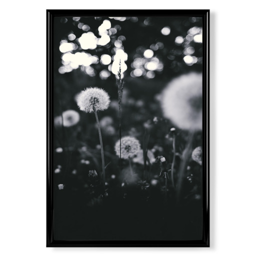Pusteblume monochrom