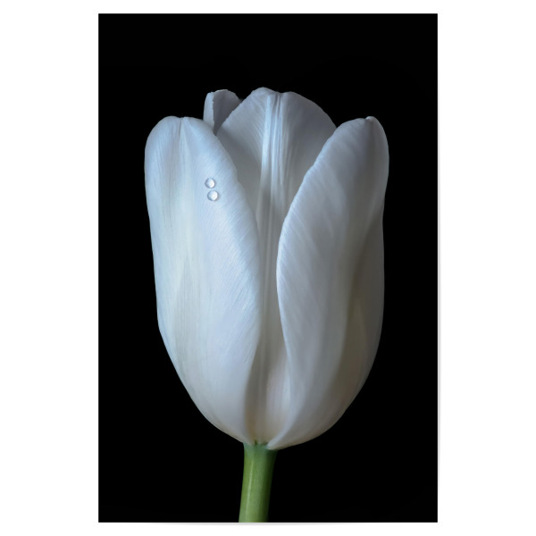 Poster "Zwei Tropfen" artboxONE - Natur,Floral,Abstrakt,Für Mama