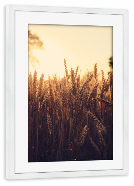Poster mit Rahmen weiß "Goldener Weizen" artboxONE - Natur - Weizen,Getreide,Pflanze,Bauer,Landwirtschaft,Sonne,Sonnenuntergang,Natur