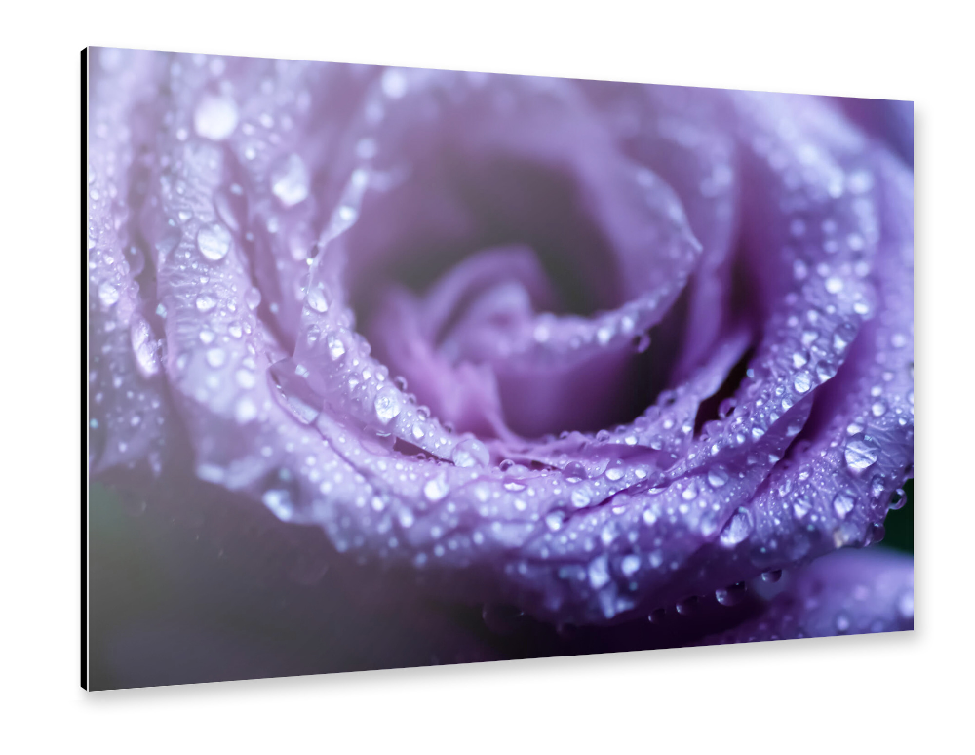 Alu-Dibond "In die Rose" 75x50 cm artboxONE
