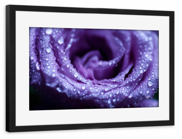 Poster mit Rahmen schwarz "In die Rose" artboxONE - Natur,Floral,Abstrakt,Für Mama