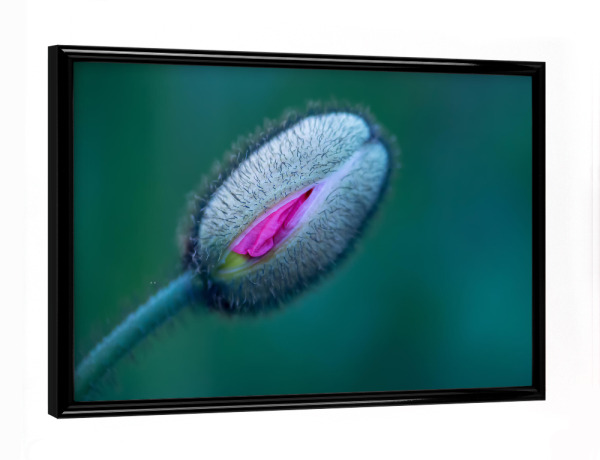 Poster mit schwarzem Rahmen "Frühlingsstimmung" artboxONE - Natur,Floral,Abstrakt,Für Mama