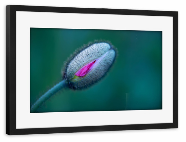 Poster mit Rahmen schwarz "Frühlingsstimmung" artboxONE - Natur,Floral,Abstrakt,Für Mama