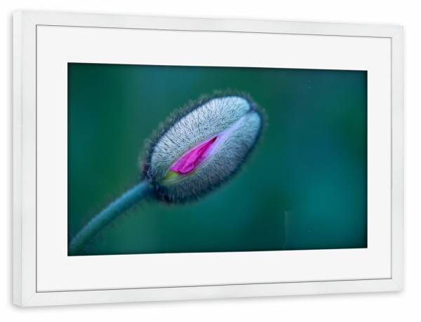 Poster mit Rahmen weiß "Frühlingsstimmung" artboxONE - Natur,Floral,Abstrakt,Für Mama