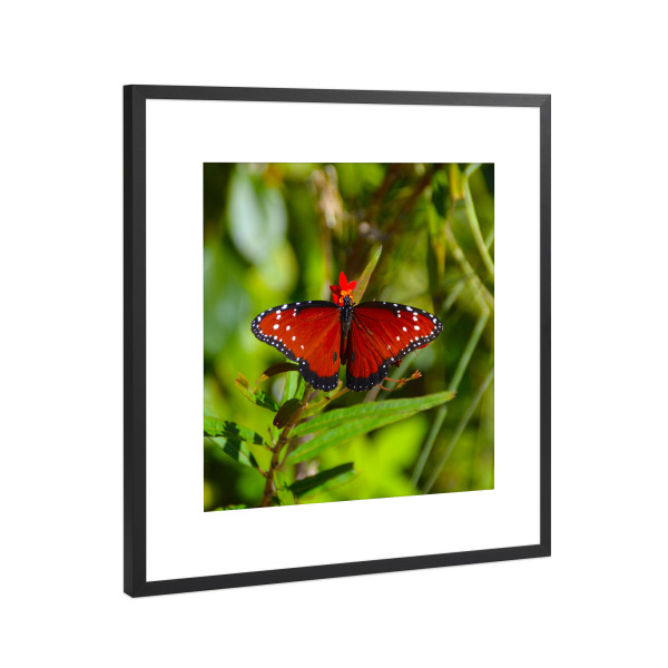 Poster mit Rahmen Schwarz (Metallic) "Schmetterling in Florida" artboxONE - Natur,Reise,Tiere,Reise / Länder