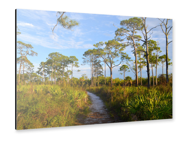 Alu-Dibond "Zentralflorida Landschaft" 30x20 cm artboxONE