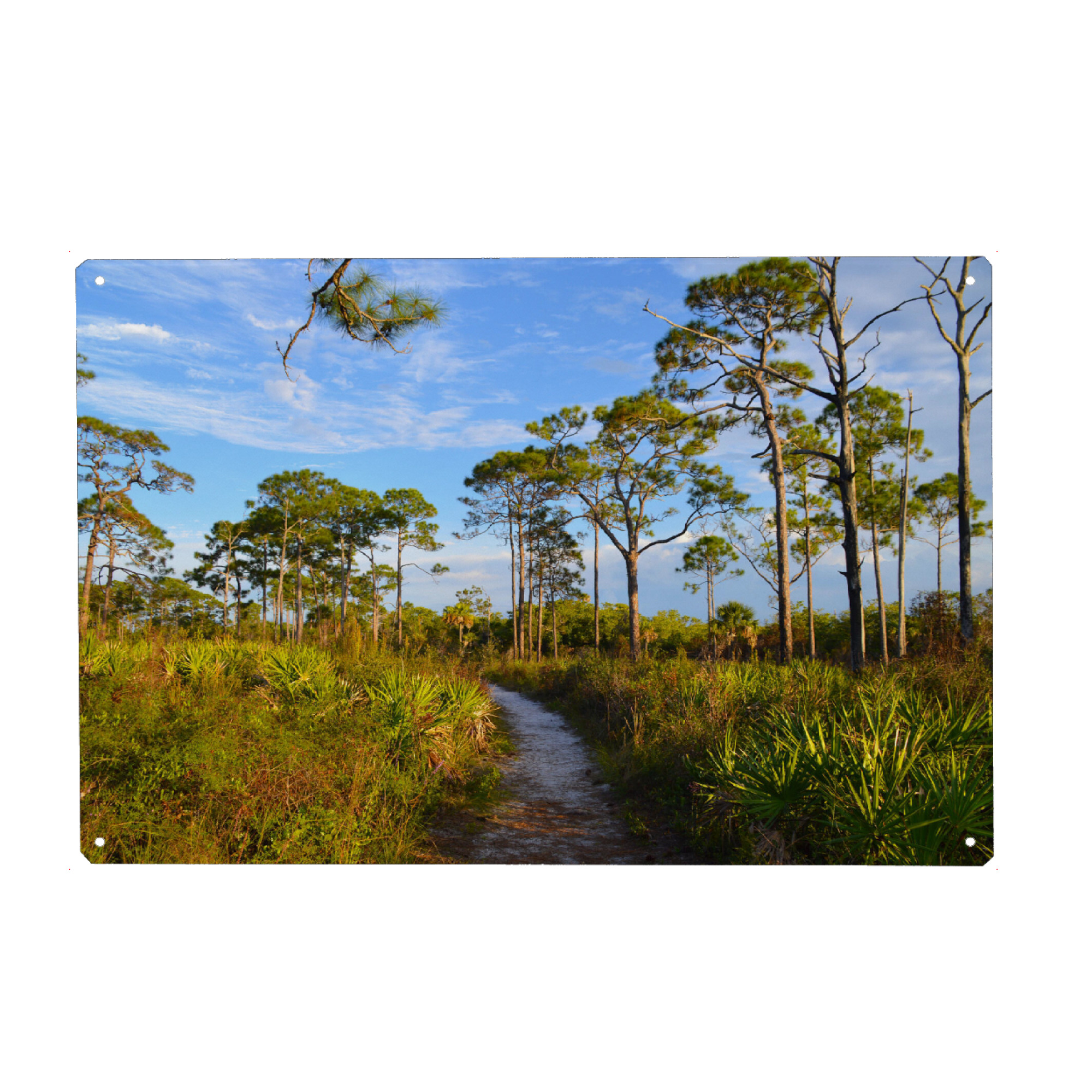 Metall Poster "Zentralflorida Landschaft" artboxONE - Natur,Reise,Reise / Länder