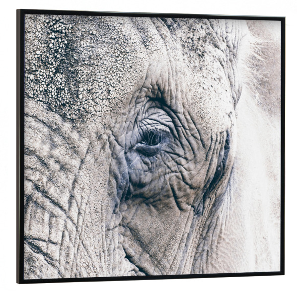 Poster mit schwarzem Rahmen 30x30 cm "Das Gesicht des Elefanten" artboxONE - Natur,Tiere,Reise / Afrika,Reise / Asien,Reise / Länder