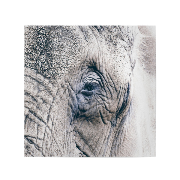 Poster 20x20 cm "Das Gesicht des Elefanten" artboxONE - Natur,Tiere,Reise / Afrika,Reise / Asien,Reise / Länder