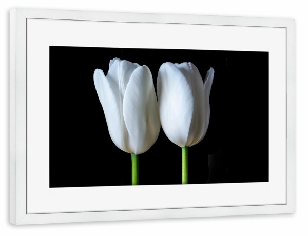 Poster mit Rahmen weiß "Zwillingstulpe" artboxONE - Natur,Floral,Abstrakt,Für Mama