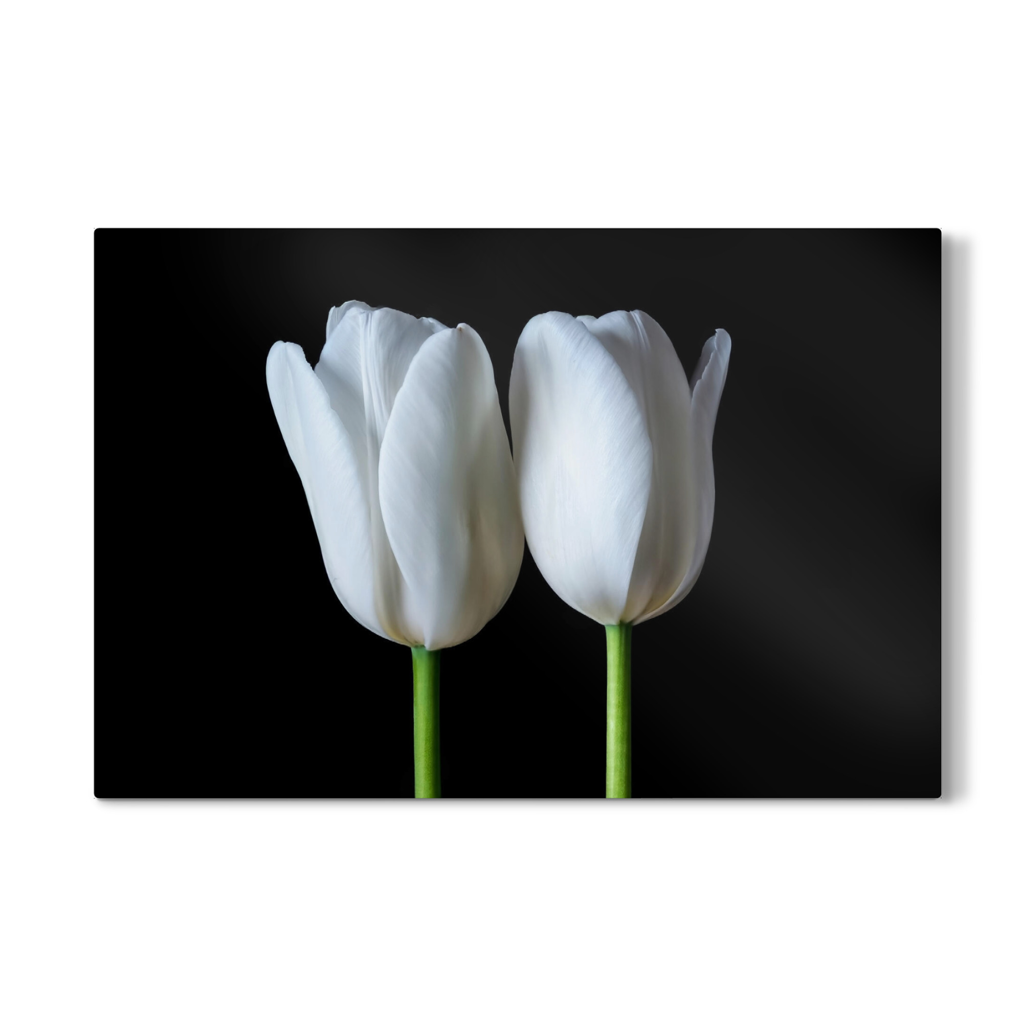 Galerie-Print "Zwillingstulpe" 30x20 cm artboxONE