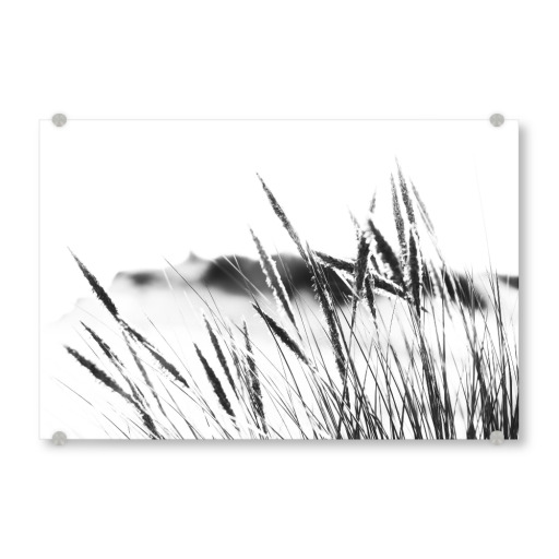 Dunes grasses