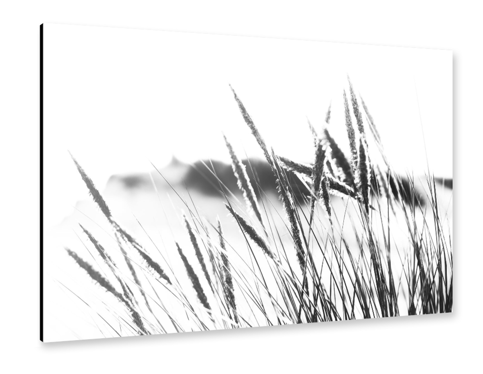 Alu-Dibond "Dunes grasses" 75x50 cm artboxONE