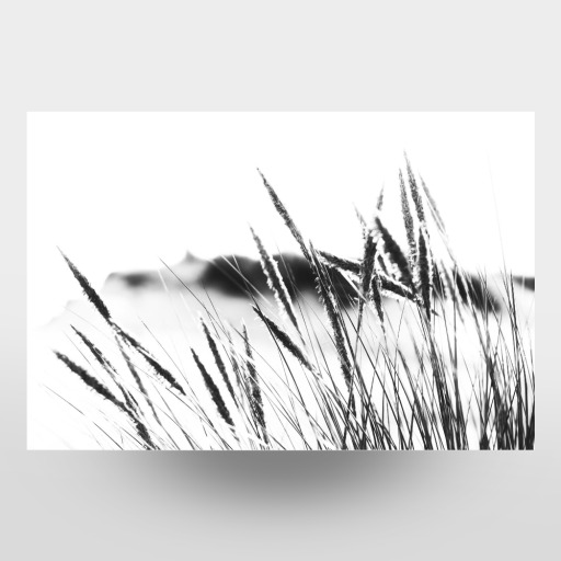 Dunes grasses