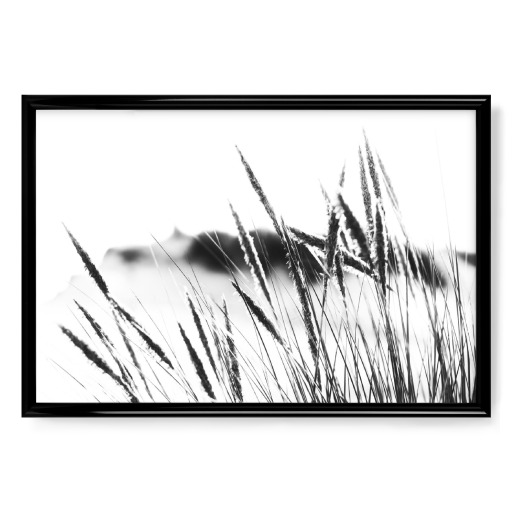 Dunes grasses