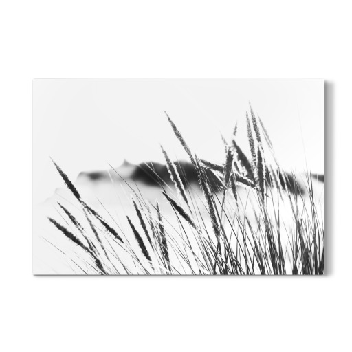 Dunes grasses
