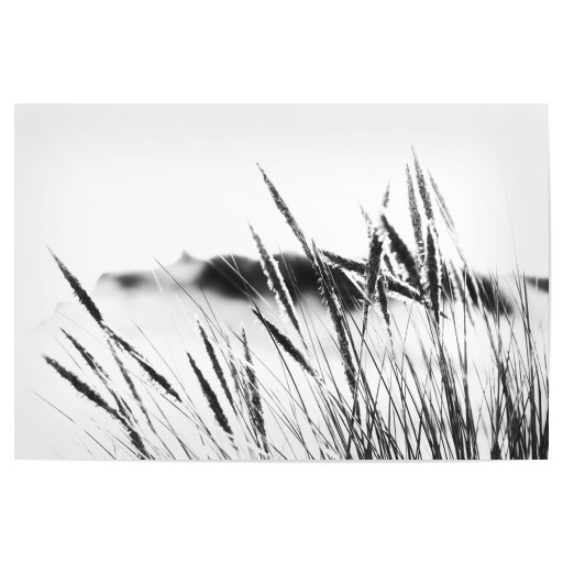 Dunes grasses