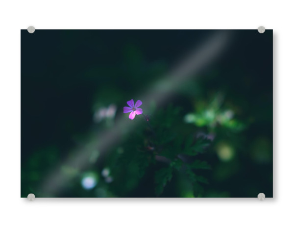 Acrylglasbild "Ruprechtskraut" artboxONE - Natur,Floral