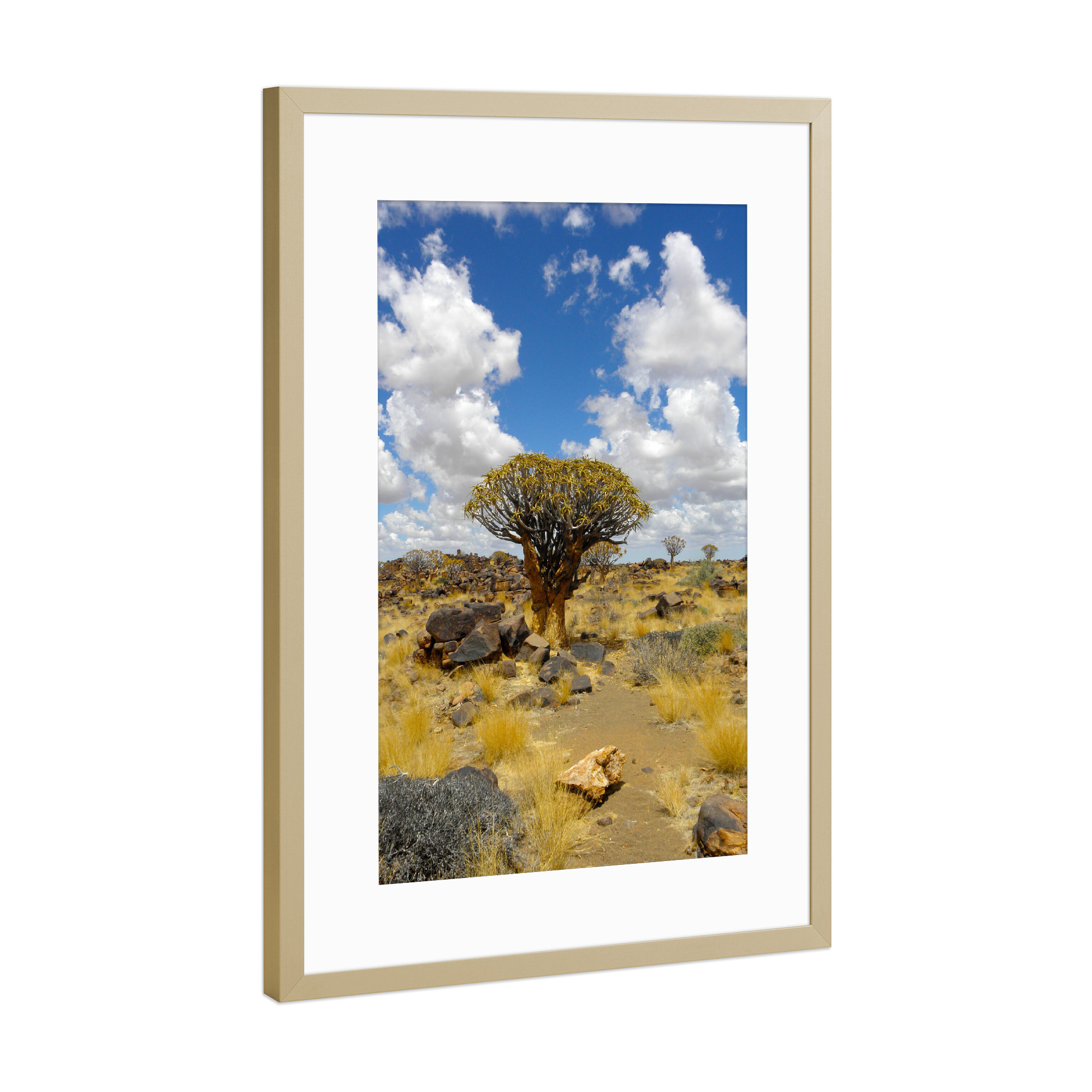 Poster mit Rahmen Gold "Köcherbaumwald" artboxONE - Natur,Reise,Floral,Reise / Afrika,Reise / Länder