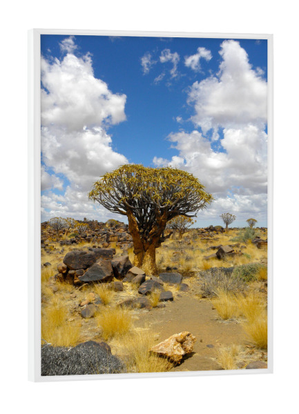 Poster mit weißem Rahmen "Köcherbaumwald" artboxONE - Natur,Reise,Floral,Reise / Afrika,Reise / Länder