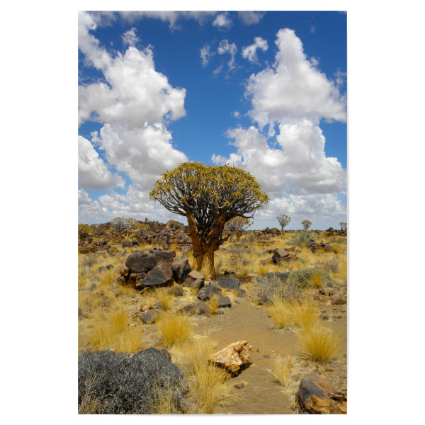 Poster "Köcherbaumwald" artboxONE - Natur,Reise,Floral,Reise / Afrika,Reise / Länder