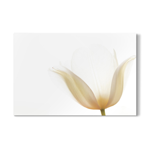 Galerie-Print "Lichtkelch" 30x20 cm artboxONE