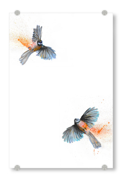 Acrylglasbild "Rua Piwakawaka" artboxONE - Tiere - Vögel,Fantail,Neuseeland,Aotearoa,Flug,Grafik,Bewegung,Natur,Platsch,Verspielt,Tierwelt,Vogel