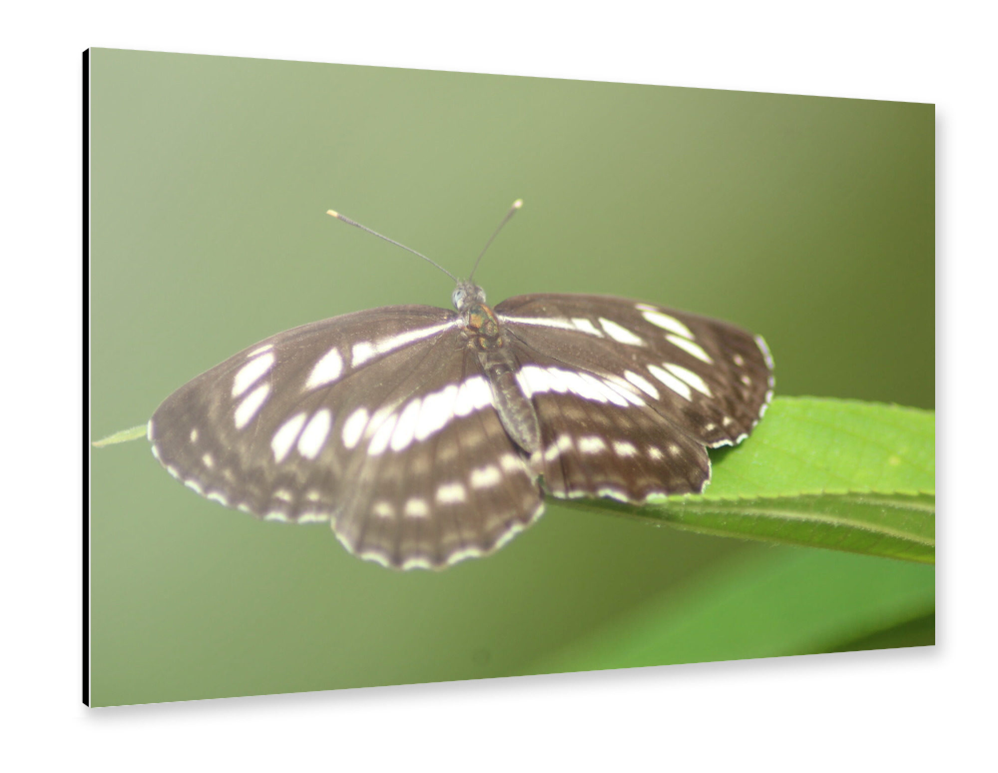 Alu-Dibond "Butterfly der gemeine Seemann" 30x20 cm artboxONE