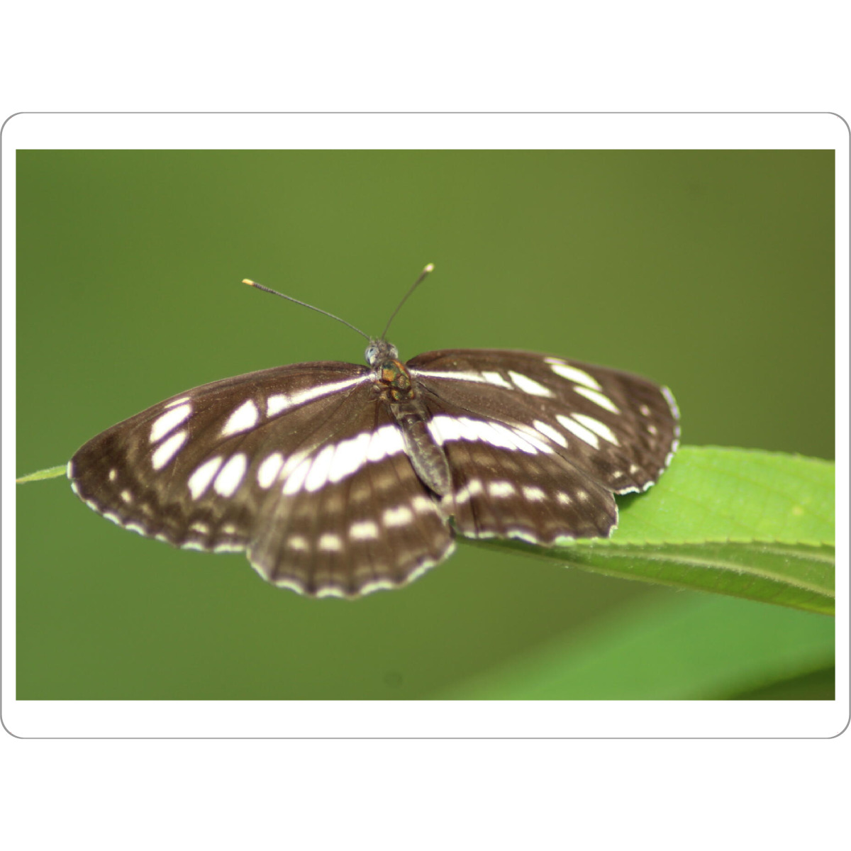 Tischset "Butterfly der gemeine Seemann" artboxONE - Natur,Tiere - Schmetterling,Natur,Tiere,Schwarz,Makro,Fotografie - Bild schmetterling