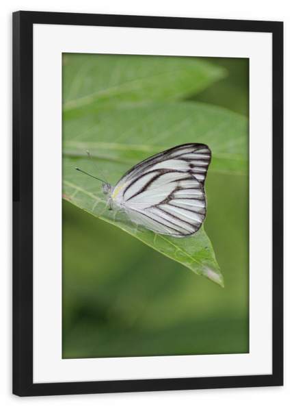 Poster mit Rahmen schwarz "Schöner Schmetterling" artboxONE - Natur,Tiere - Schmetterling,Natur,Wild,Makro,Fotografie