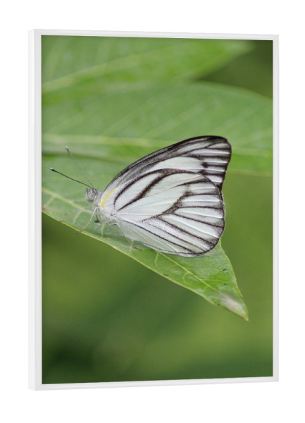 Poster mit weißem Rahmen "Schöner Schmetterling" artboxONE - Natur,Tiere - Schmetterling,Natur,Wild,Makro,Fotografie
