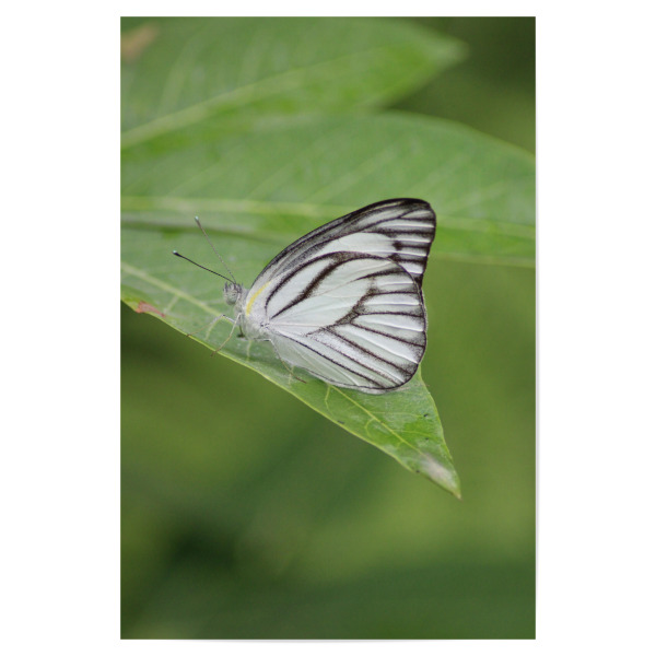Poster "Schöner Schmetterling" artboxONE - Natur,Tiere - Schmetterling,Natur,Wild,Makro,Fotografie