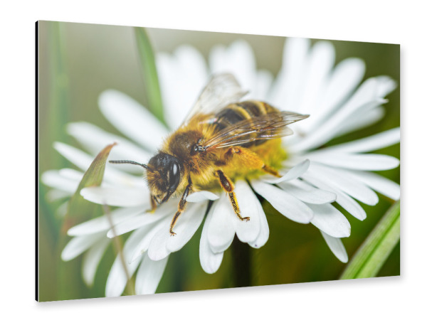 Alu-Dibond "Biene beim Honig sammeln" 30x20 cm artboxONE