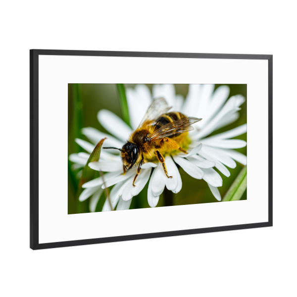 Poster mit Rahmen Schwarz (Metallic) "Biene beim Honig sammeln" artboxONE - Natur,Tiere - Biene,Honig,Honigbiene,Blume,Blüte,Fleissig