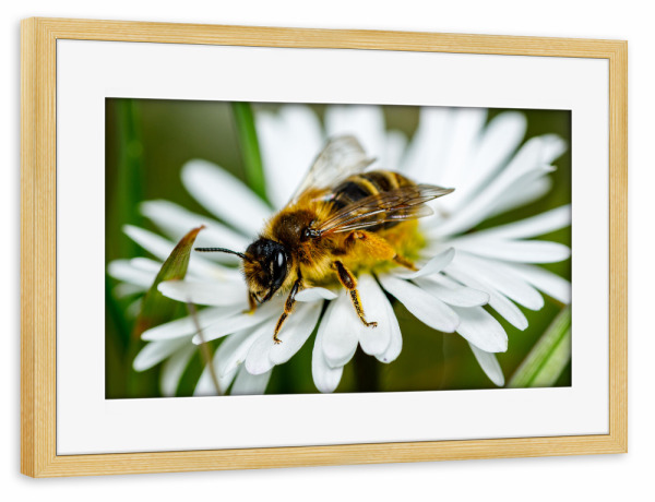 Poster mit Rahmen kiefer "Biene beim Honig sammeln" artboxONE - Natur,Tiere - Biene,Honig,Honigbiene,Blume,Blüte,Fleissig