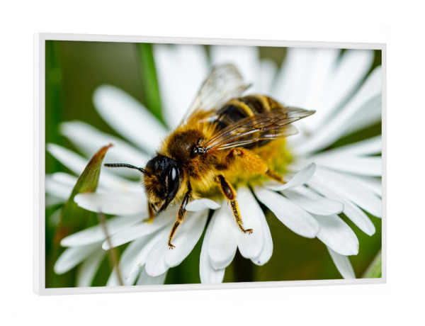 Poster mit weißem Rahmen "Biene beim Honig sammeln" artboxONE - Natur,Tiere - Biene,Honig,Honigbiene,Blume,Blüte,Fleissig