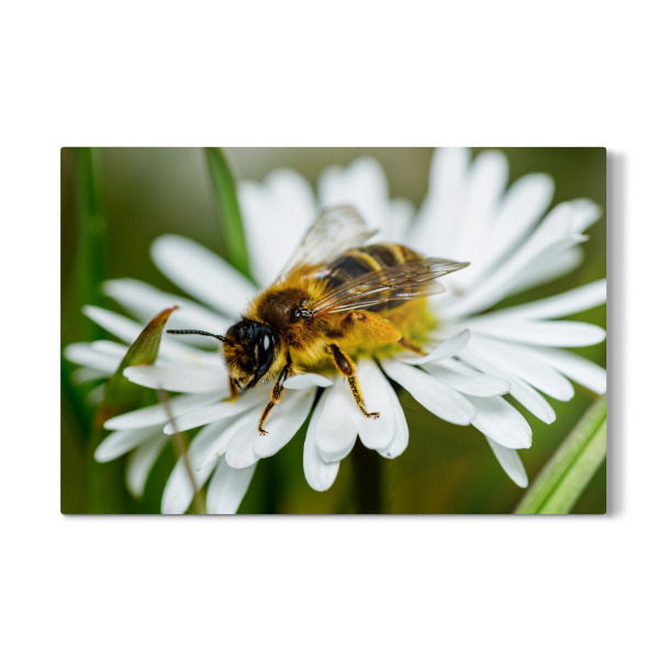 Galerie-Print "Biene beim Honig sammeln" 30x20 cm artboxONE