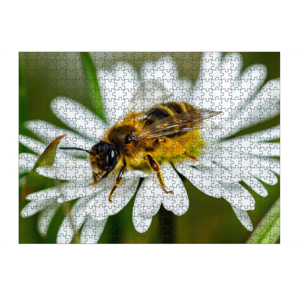 Puzzle Ravensburger "Biene beim Honig sammeln" artboxONE - Natur,Tiere - Biene,Honig,Honigbiene,Blume,Blüte,Fleissig - Bild biene