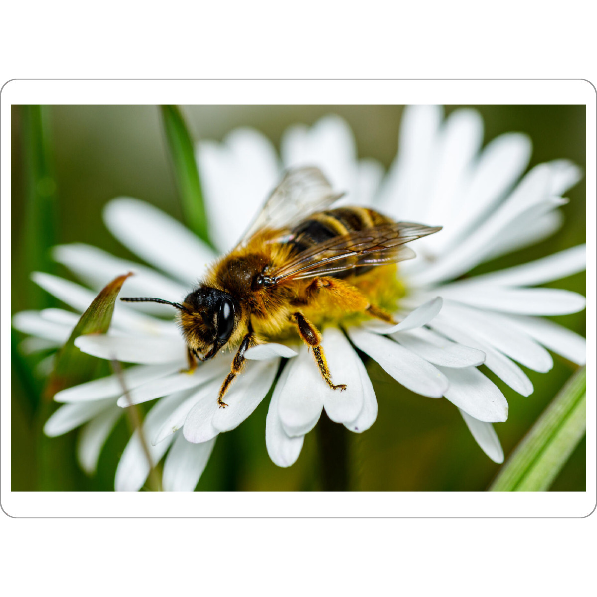 Tischset "Biene beim Honig sammeln" artboxONE - Natur,Tiere - Biene,Honig,Honigbiene,Blume,Blüte,Fleissig - Bild biene