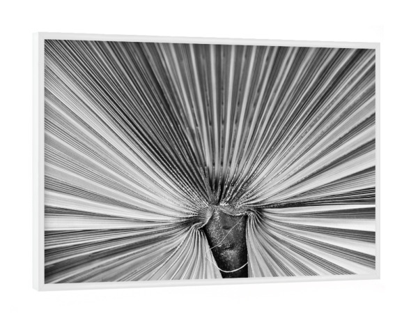 Poster mit weißem Rahmen "Blattwerk Nahaufnahme" artboxONE - Natur,Schwarzweiß - Palme,Symmetrie,Schwarz,Weiß,Schwarz-weiß,Blatt