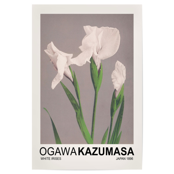 Poster 30x20 cm "Weiße Schwertlilien - Kazumasa" artboxONE - Natur,Floral