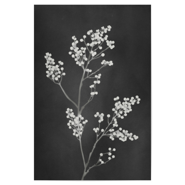 Poster 30x20 cm "Monographie Schwarz" artboxONE - Natur,Floral - Blume,Silhouette,Natur,Stillleben,Klassiker,Cyanotypie,Floral,Pflanze,Minimalistisch