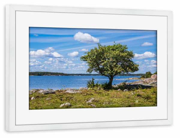 Poster mit Rahmen weiß "Wiese, Steine, Baum, Ostsee" artboxONE - Natur,Reise,Reise / Strand und Meer,Reise / Länder