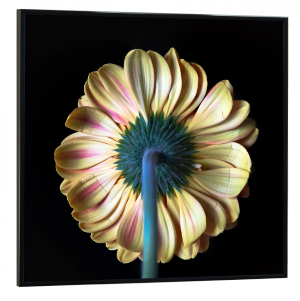 Poster mit schwarzem Rahmen 30x30 cm "Schau mich nicht an" artboxONE - Natur,Floral,Abstrakt,Für Mama