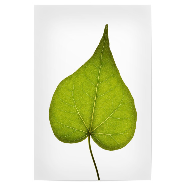 Poster "Ficus religiosa" artboxONE - Natur,Floral