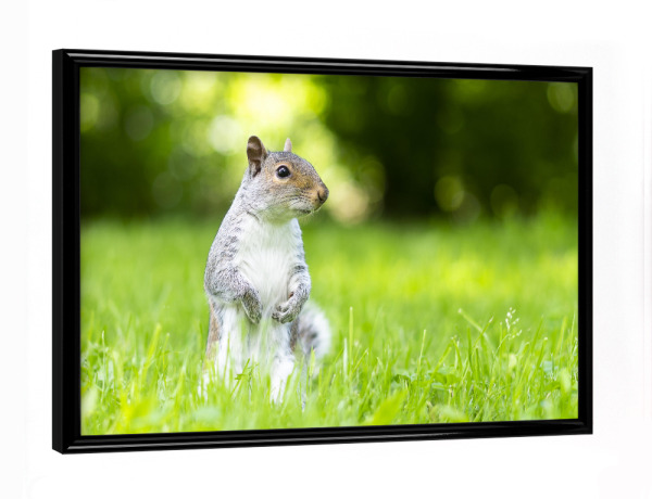 Poster mit schwarzem Rahmen "Grauhörnchen im Central Park" artboxONE - Städte / New York,Natur,Reise,Für Kinder,Tiere