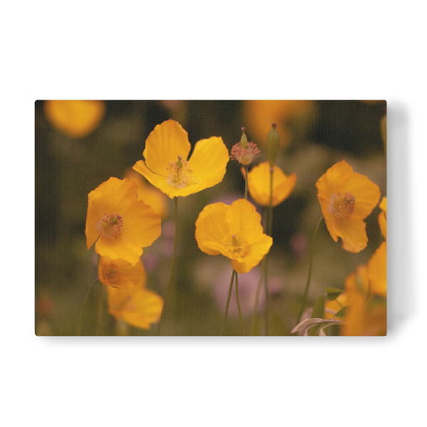 Leinwandbild "Gelbe Mohnblume" artboxONE - Natur,Floral
