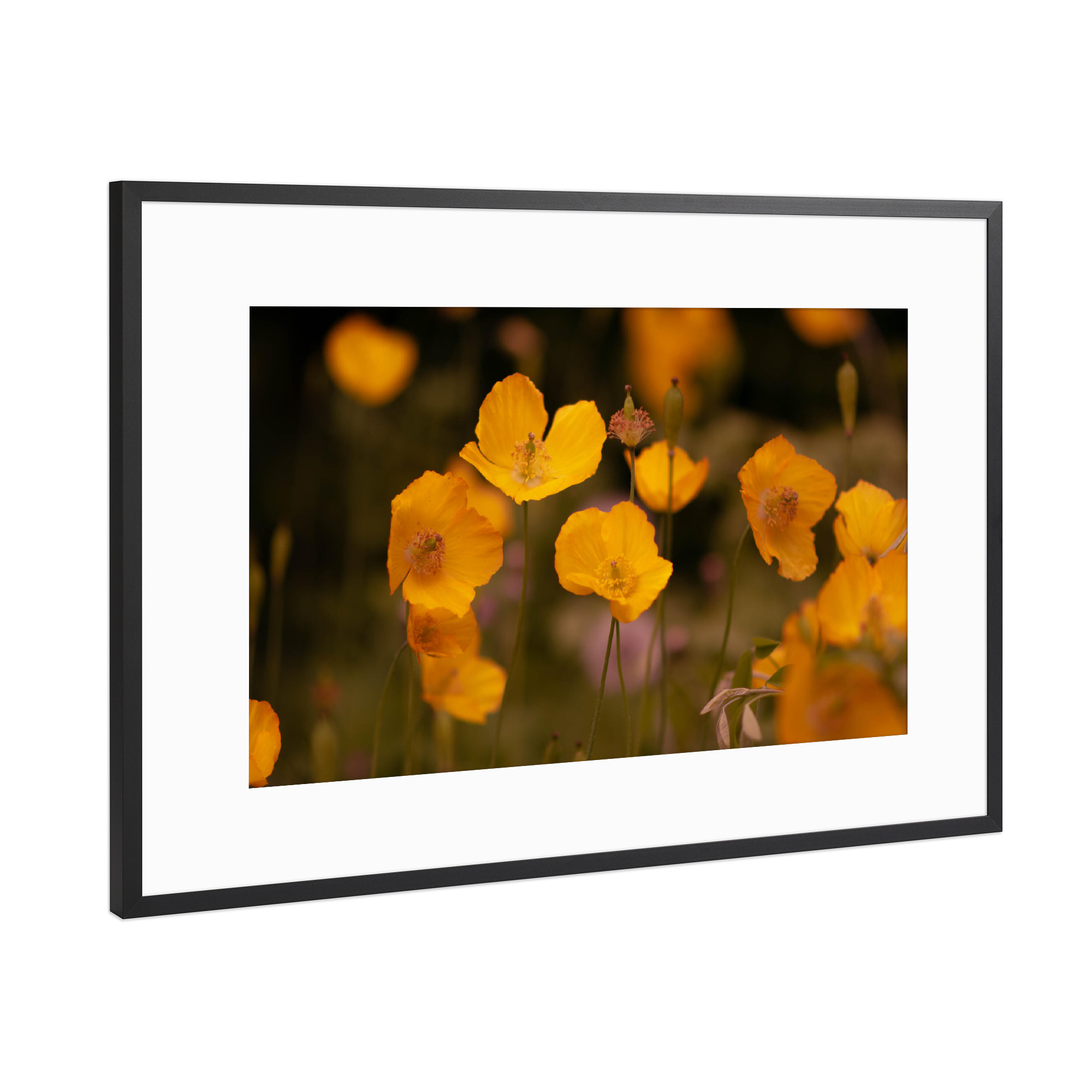 Poster mit Rahmen Schwarz (Metallic) "Gelbe Mohnblume" artboxONE - Natur,Floral
